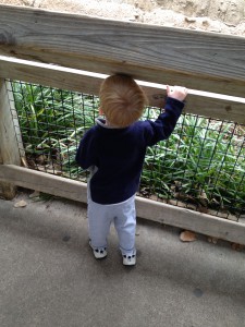 Evan at the Fort Worth Zoo (Jan. 2013)